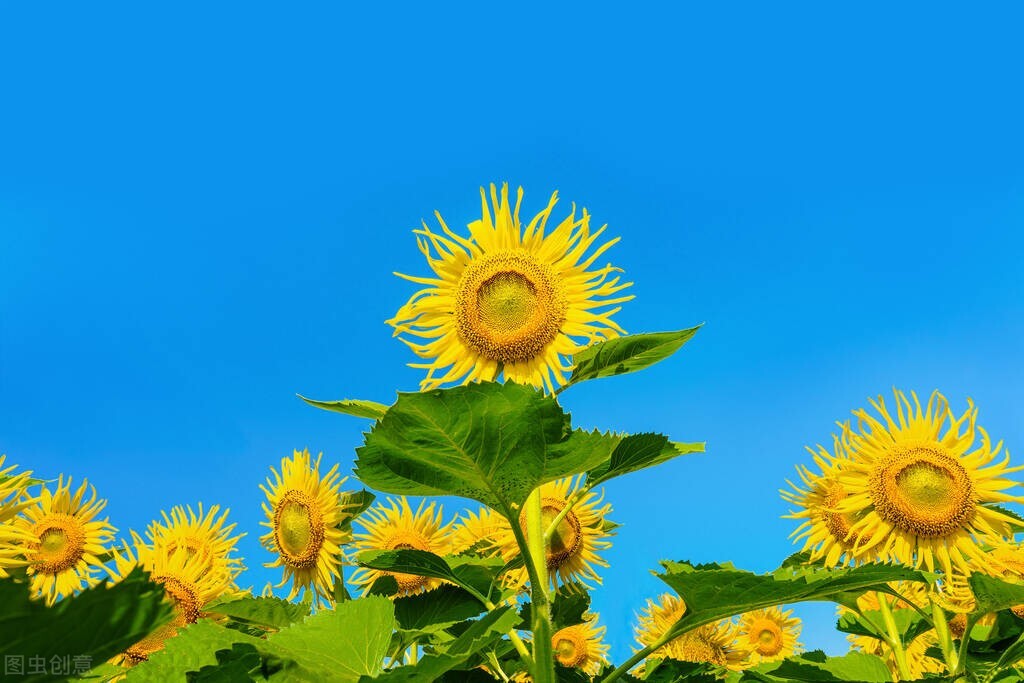 积极阳光的朋友圈文案,送给努力拼搏的你