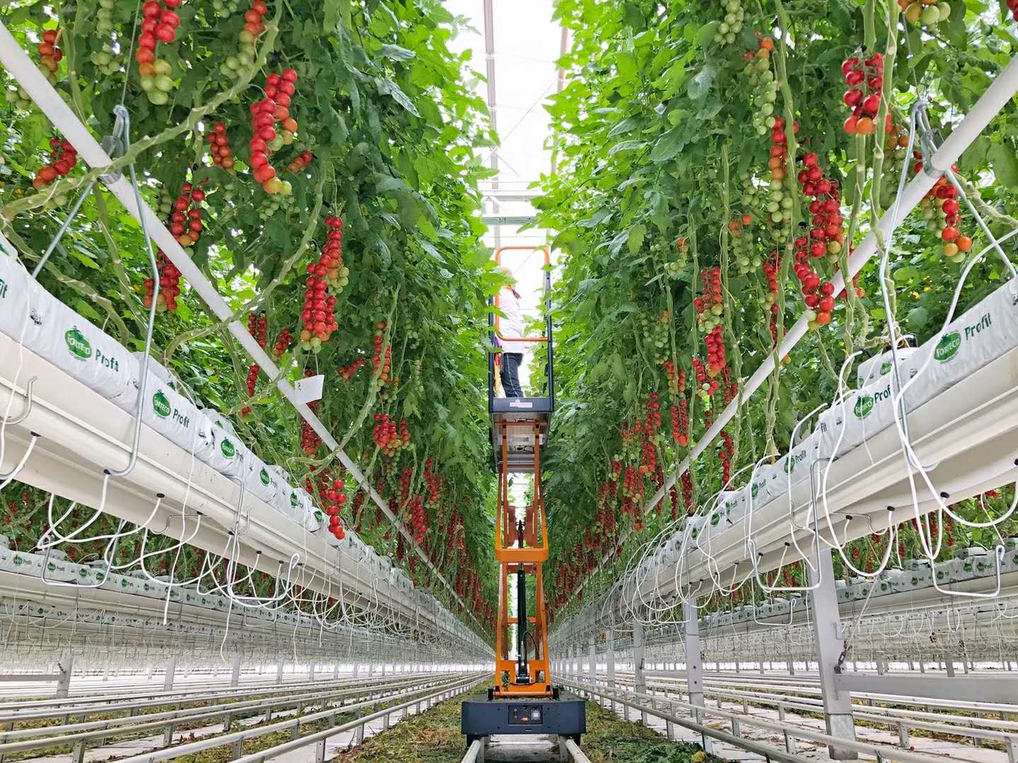 玻璃温室大棚造价多少一平（智能温室大棚的建设资金总览）