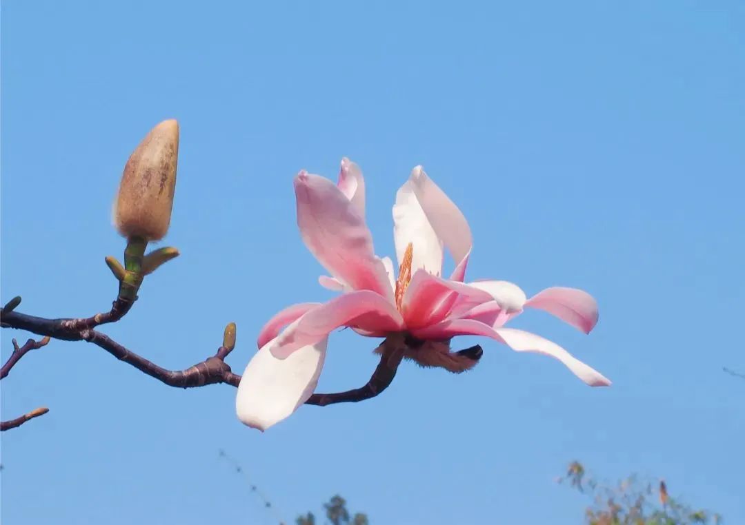 “云賞花”模式開啟，漢中最美春光都在這~