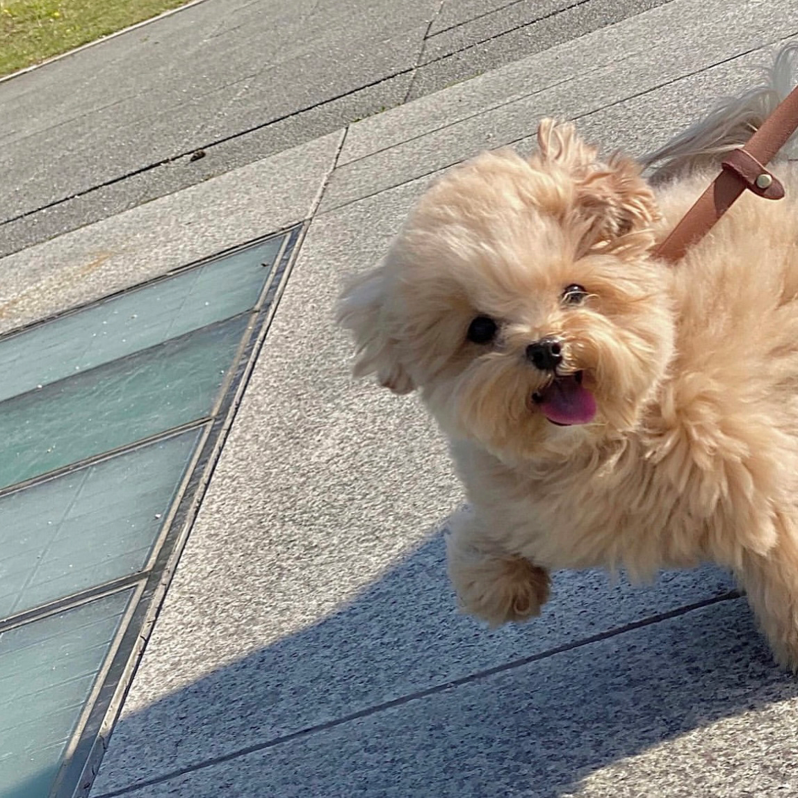 "马尔泰犬"火了!看完这些优点,忍不住想养一只