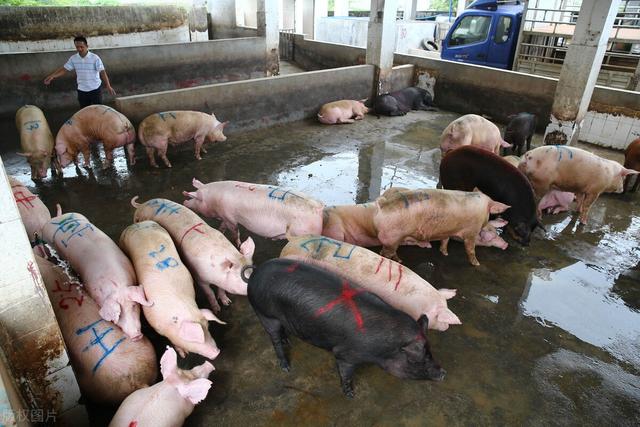 25日猪价“连涨”成功，多地猪价飘红上扬，猪价“返7”有望了吗