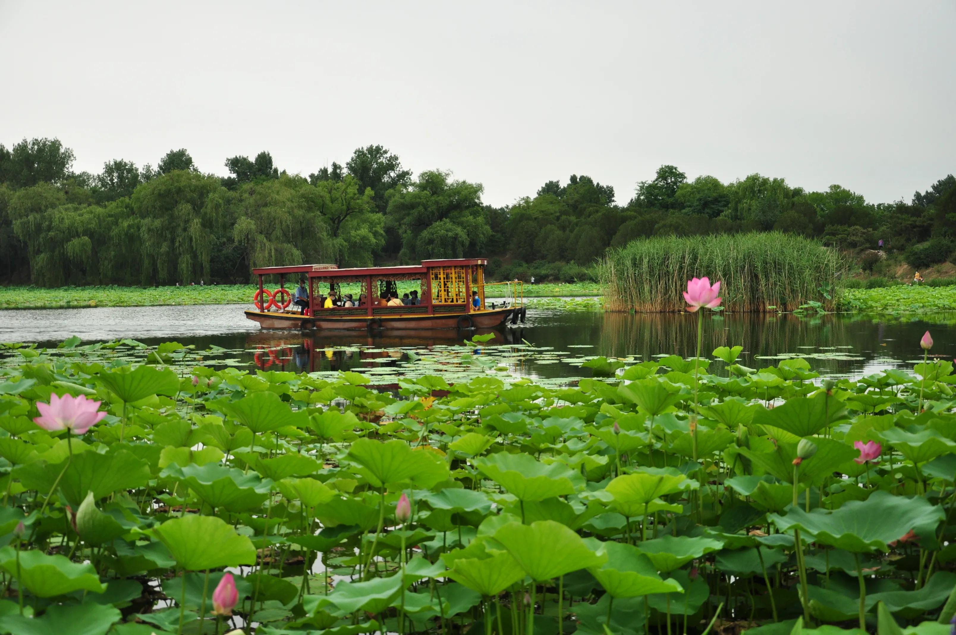 千亩荷花盛开,圆明园荷花节6月底开幕