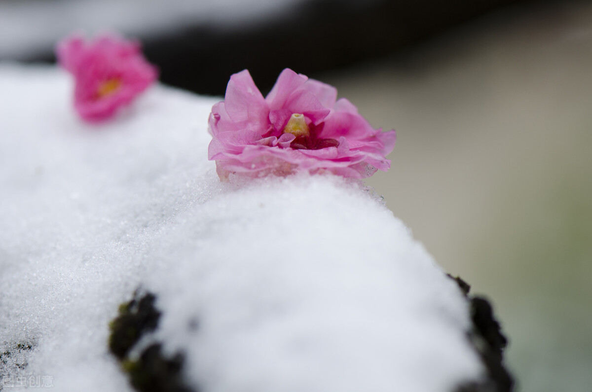 天气预报：雨雪天气造成断崖式降温，倒春寒已成定局，农谚咋说？