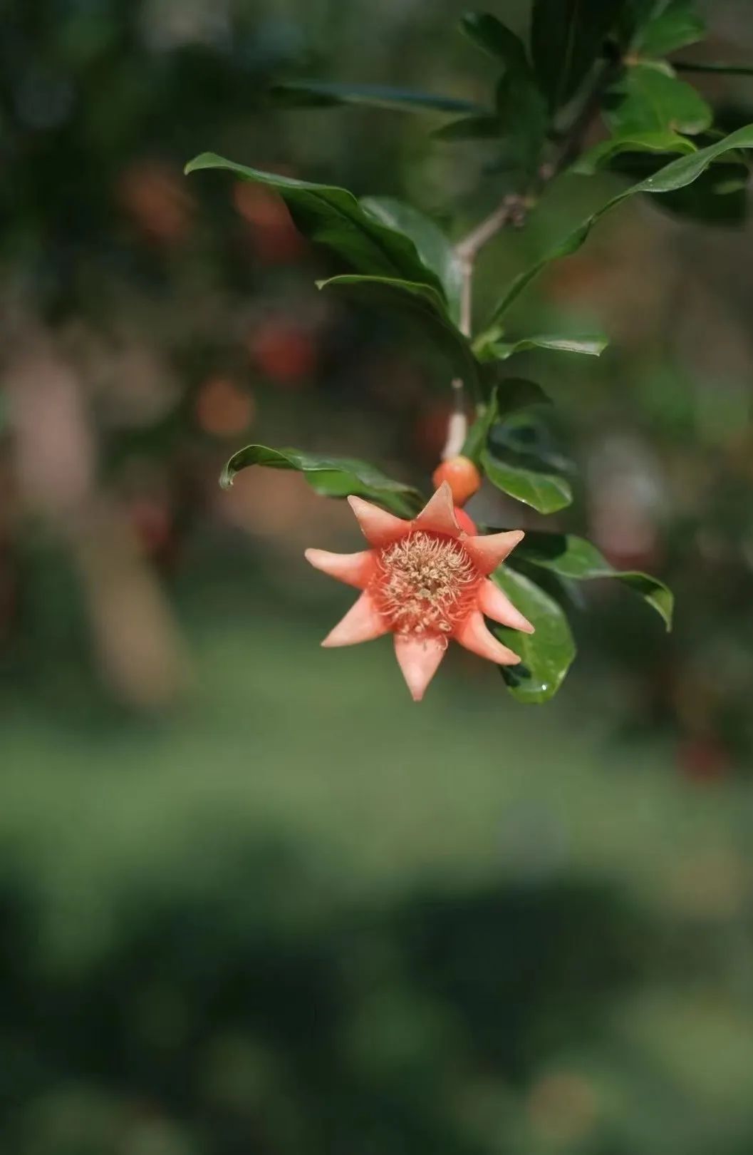 蒙自的姑娘花闻名中外