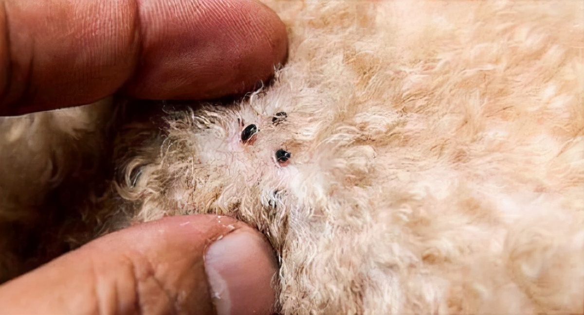 狗狗去跳蚤偏方，老一辈传下来的老办法，很有用