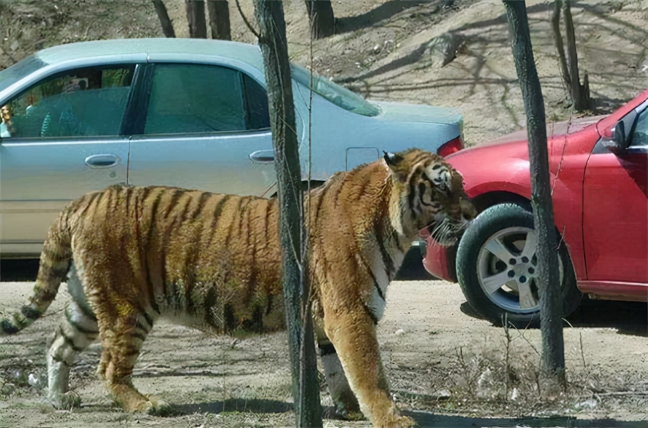 2016年八达岭老虎咬人案：母亲虎口救女儿身亡，女儿因毁容无工作