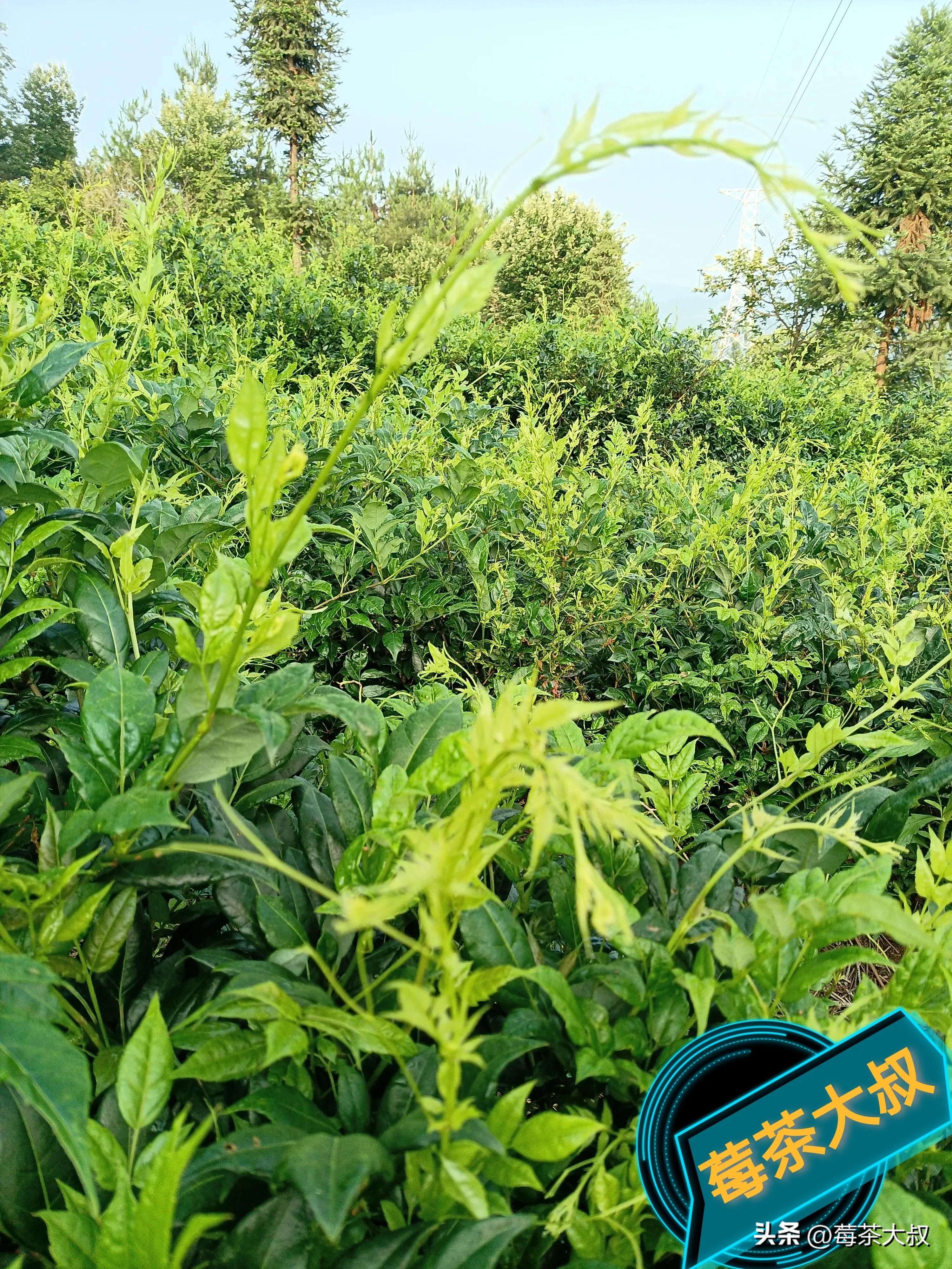 莓茶和藤茶有什么区别（长期喝莓茶的危害）-第1张图片-巴山号