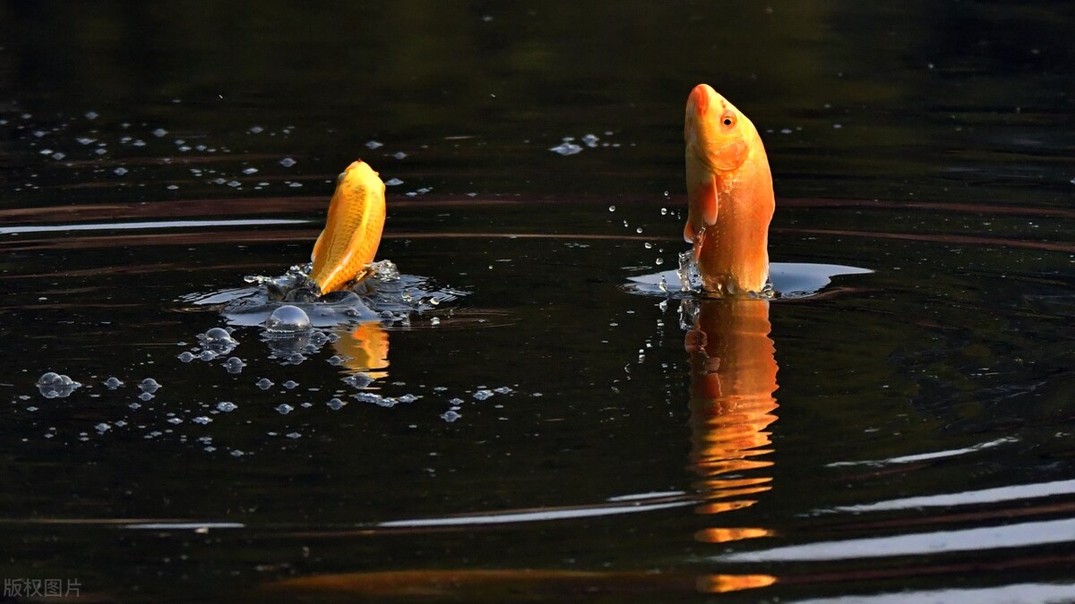 這個時候,如果有魚兒躍出水面,是不是更有意外的驚喜?