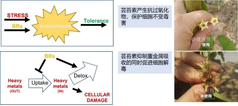 硕丰481,硕丰481芸苔素