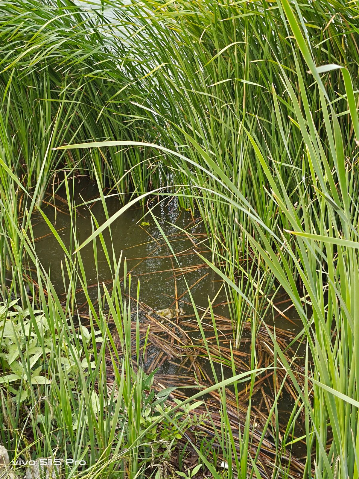 vivo S15 Pro体验：性能迎来亮眼提升，名副其实的“全能甜品”