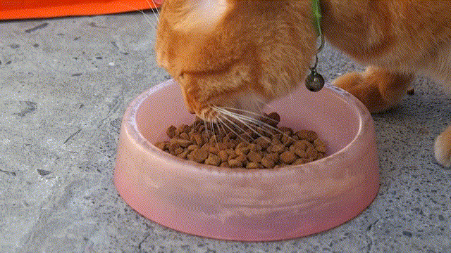 无谷鲜肉配方，宠熙猫粮毛孩子爱吃的猫粮