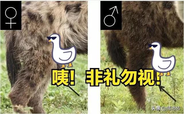 怪哉！掏肛之王斑鬣狗并非雌雄同体，雌兽身上的“丁丁”是假货