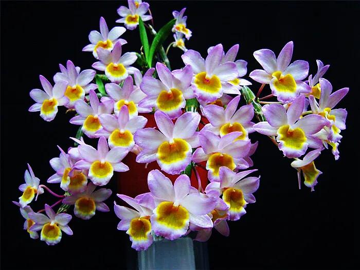 玫瑰石斛～茎悬垂，花姿优雅，玲珑可爱，花色鲜艳，气味芳香