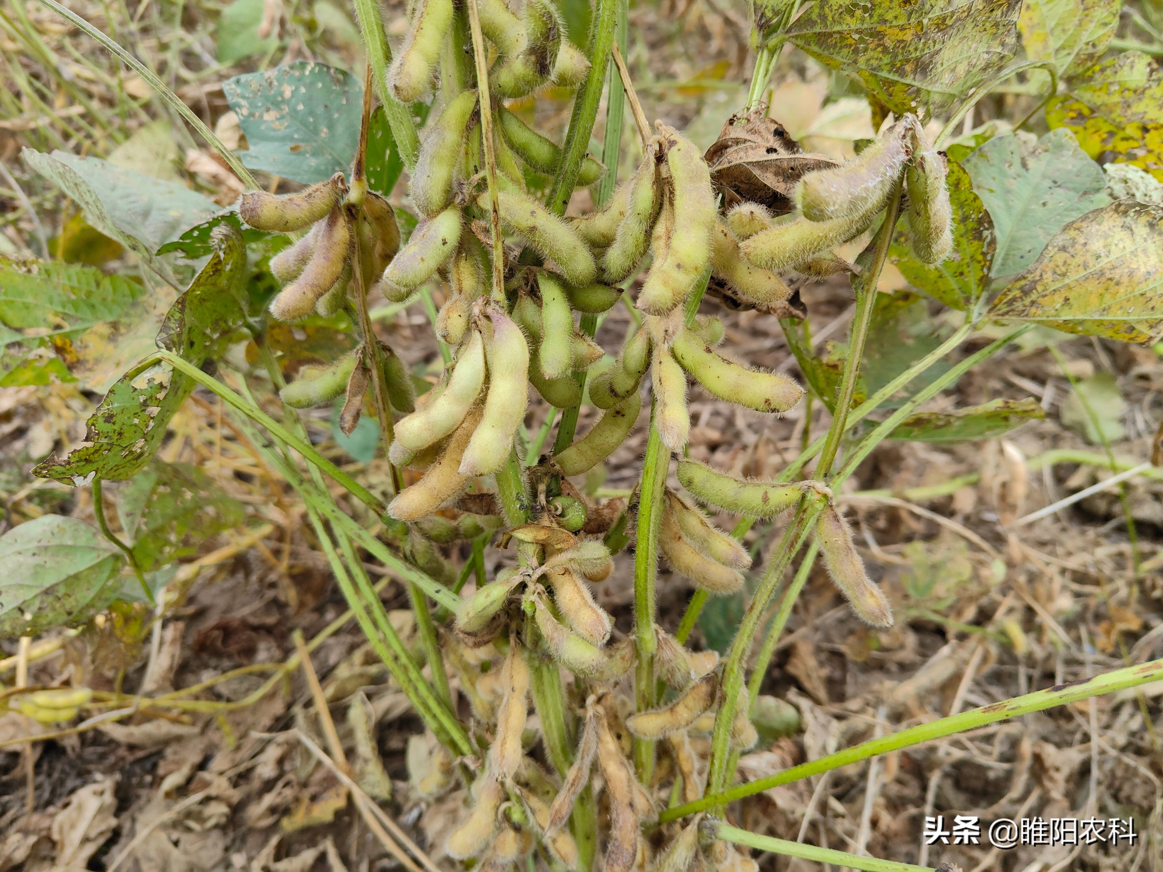 丰硕16大豆品种简介图片