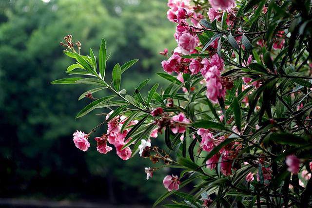 11ͷţĪ��������������׼�����ȫ�������Ϊ�ι�԰�������ֲ��