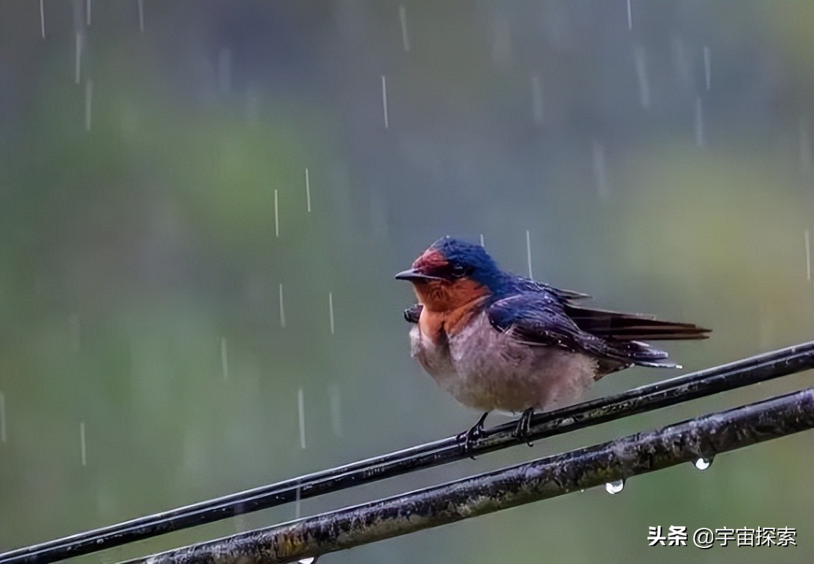 小动物在下雨前的表现（小动物下雨前的表现写一段话）-第1张图片-巴山号