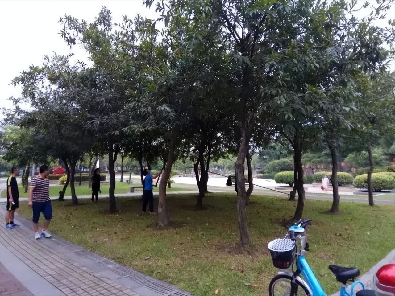 这种“稀有水果”最贵卖到800元/斤？！东莞通街都有