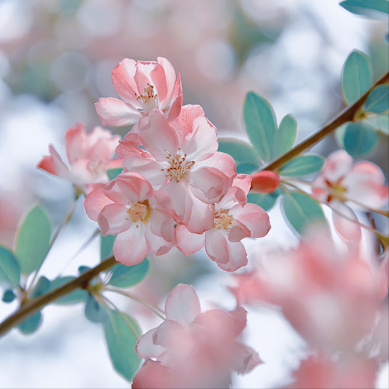 20首最美相思诗词，首首经典，每一首都有一个千古名句