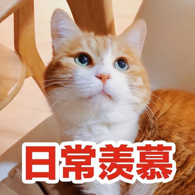 我家高考生一周早餐，走红朋友圈，不重样营养高，网友：太羡慕了