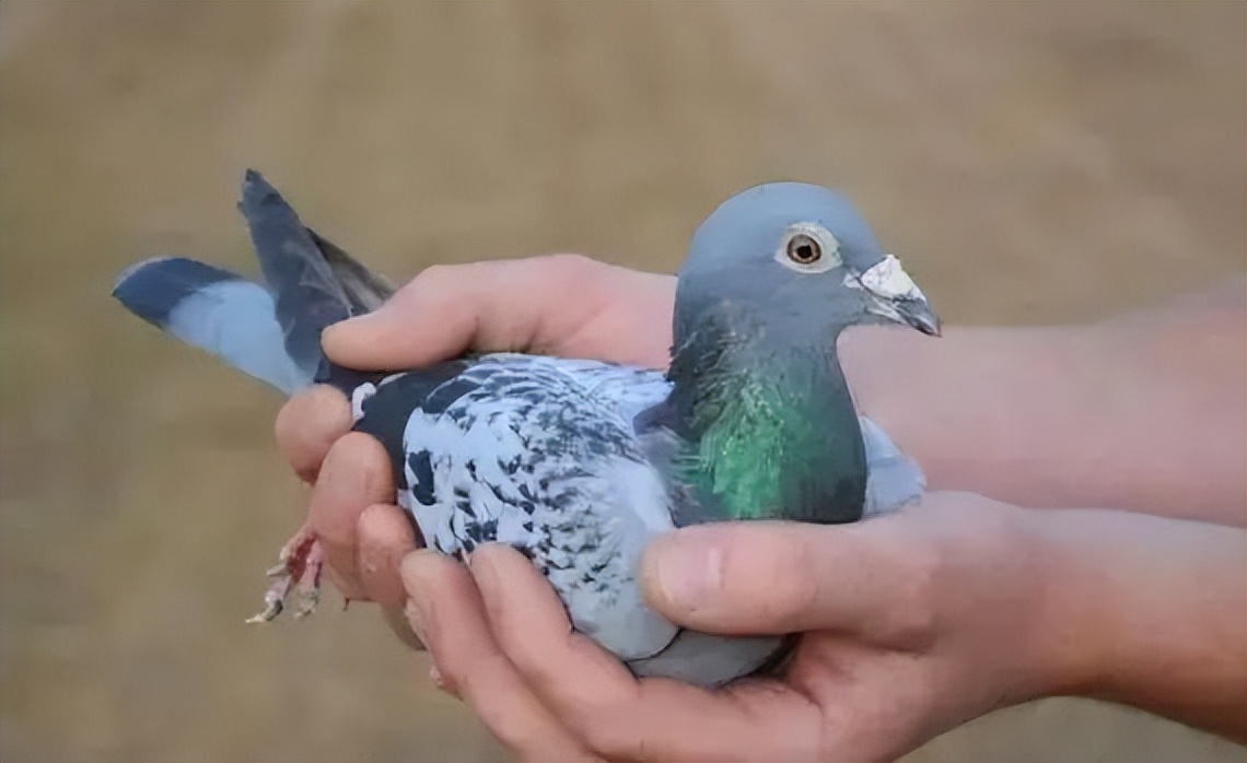 中国最贵十个鸽子品种超级名鸽图片