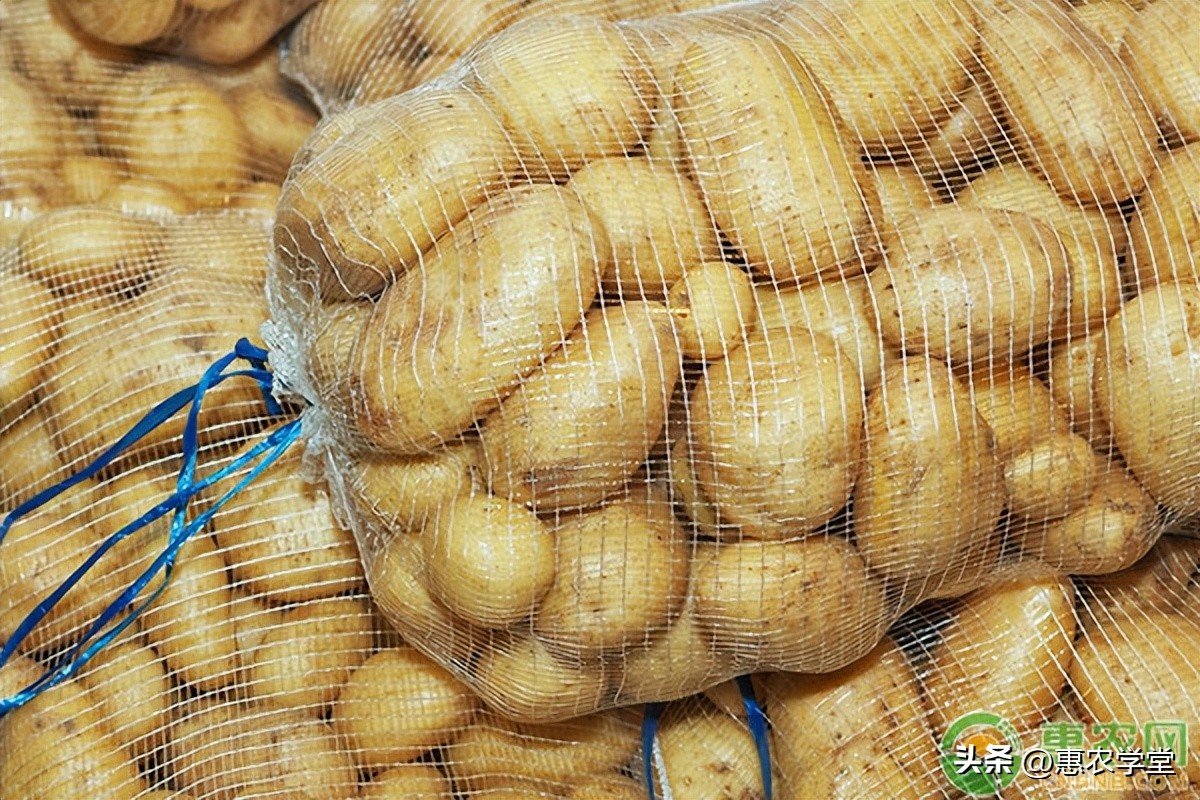 今日土豆价格多少钱一斤？土豆怎么保存不发绿不长芽？