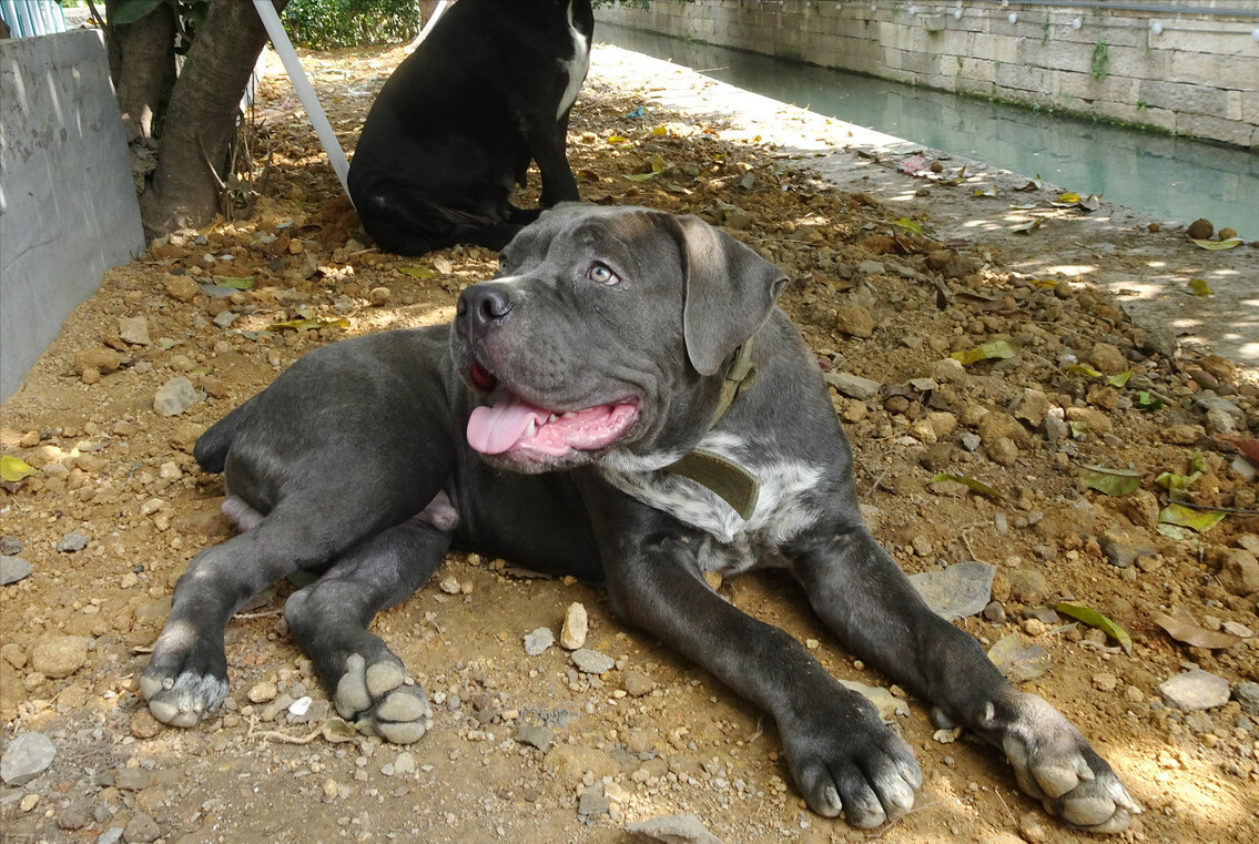 卡斯罗多少钱为什么养