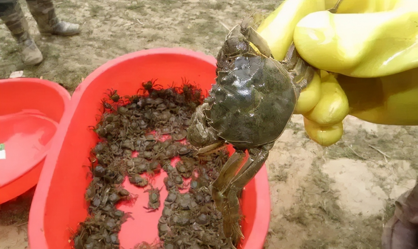 养殖河蟹的8个关键点_淡水两栖_西南渔业网 水花鱼 水产养殖专业网