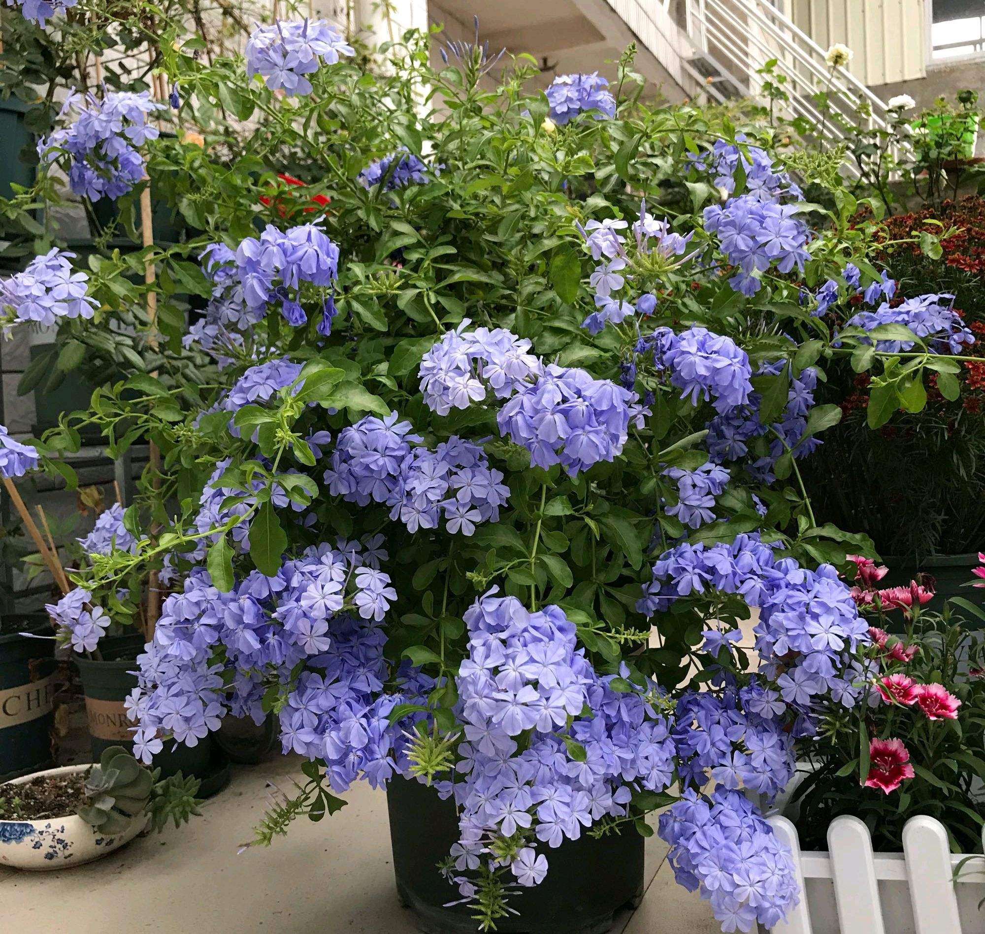 2,蓝雪花