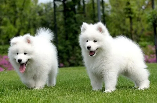 宠物狗品种名字及图片(最常见的15种狗)