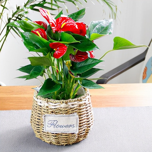 家里光照不足，建议养这10种“耐阴花”，有点散光就能长得很美