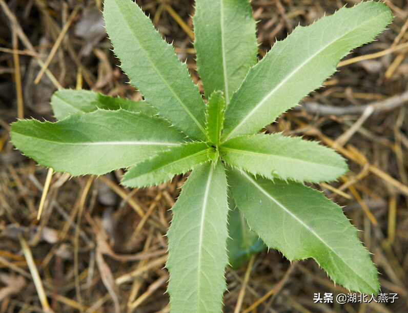 春天挖野菜，送你56种野菜大图片，带你见识不同的野菜和吃法
