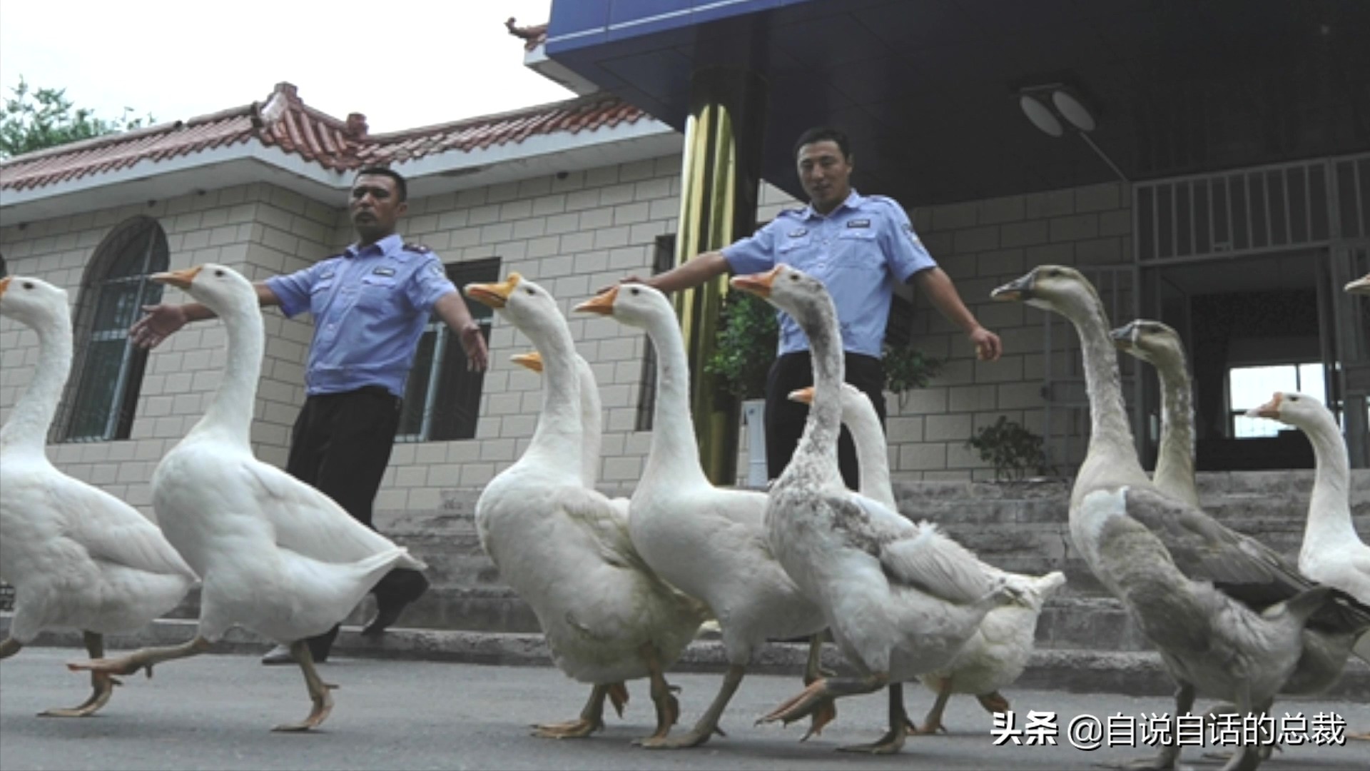 为什么动物都怕鹅？有鹅的地方没有蛇？大鹅的真实面貌超出你想象