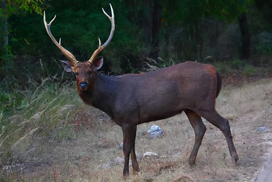 四不像是什么动物 四不像图必中一肖-大连之家