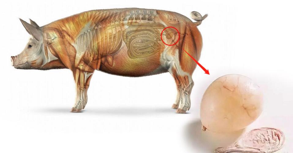 足球起源于哪个国家 足球源自于哪个国家-百科叔叔