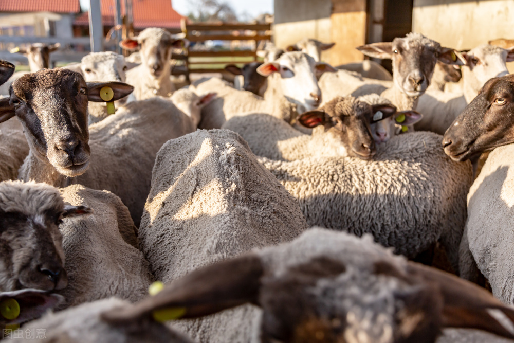 截止到10月13日，全国不同地区活羊价格汇总，仅供参考