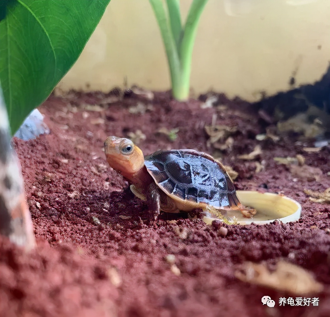 小乌龟什么时候开始冬眠，喂食量要怎么把控比较好？