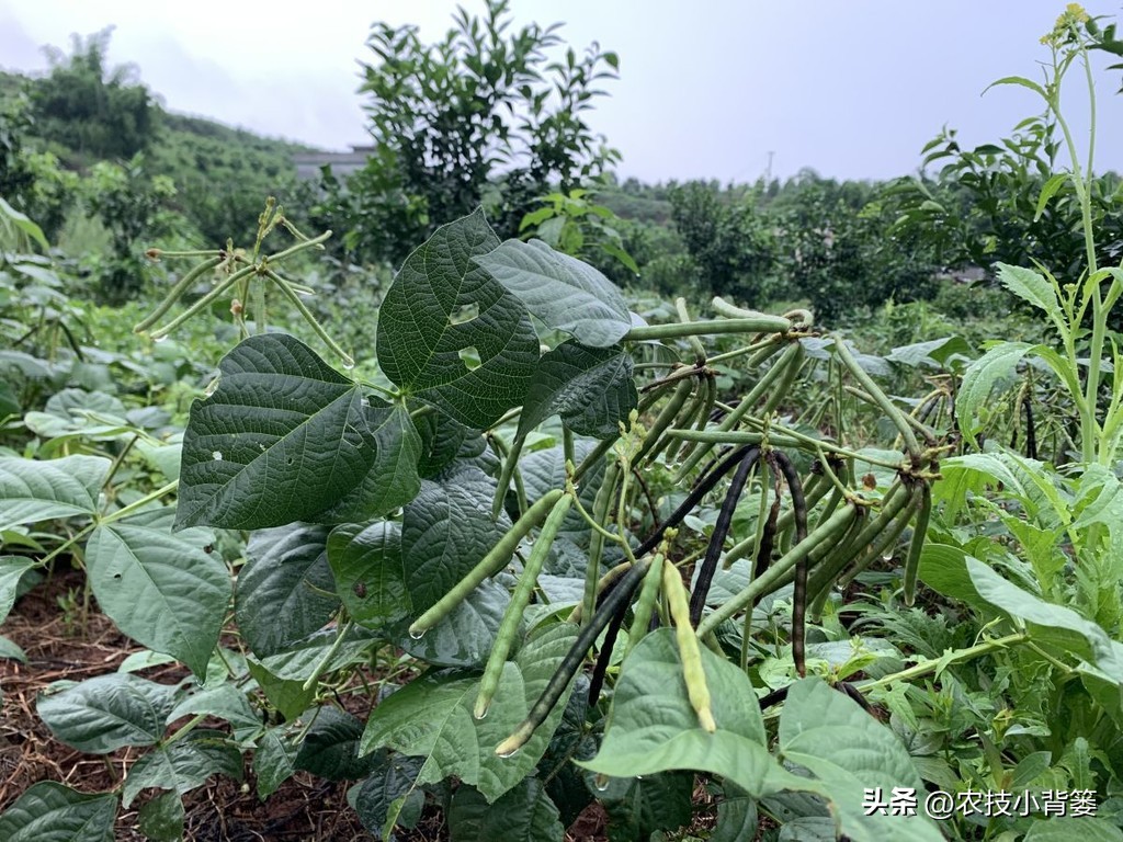 大家总结出了各种(绿豆怎样种植管理才能更高产？从播种到采收注意这11个方面)