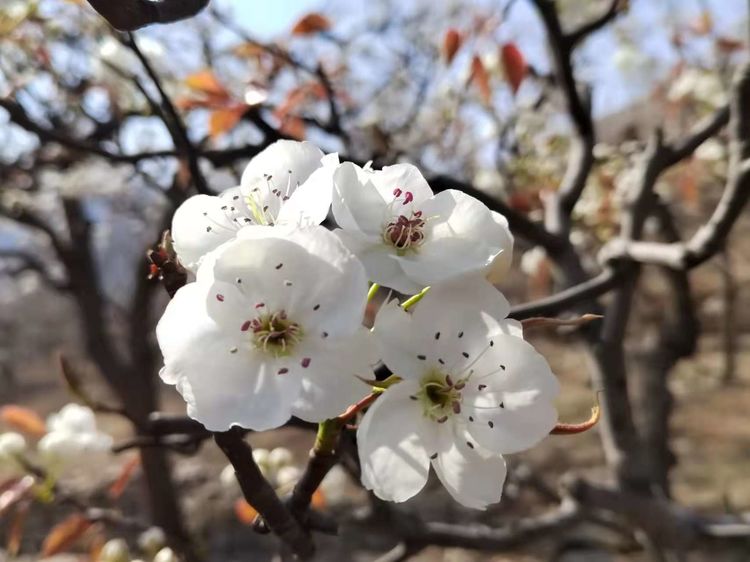 春风吹得梨花开—钢城颜庄埠东村百年梨园梨花盛开