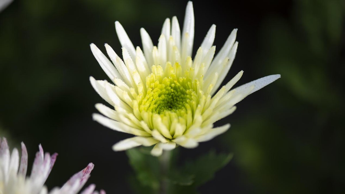 百花图赋 绿菊