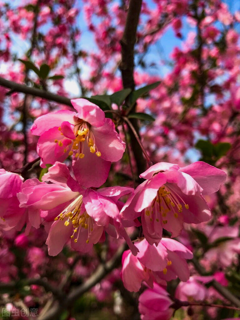 一花一世界，万里春风花盛开，十亩花海最深爱，四季喜乐又长安