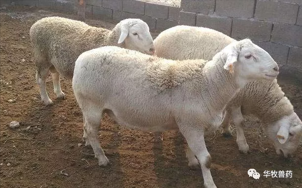 羊育肥，出现了腹胀气，80%的老手养殖户这样处理