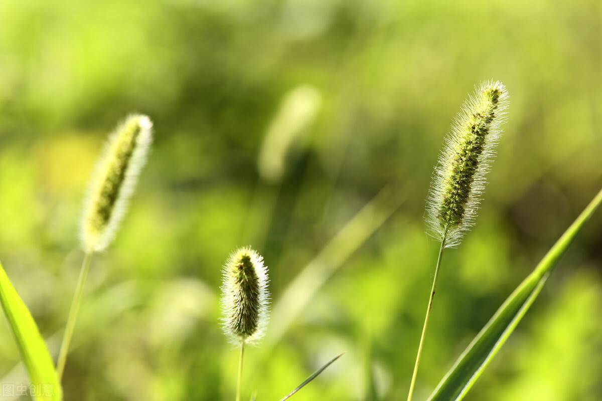 岁月辗转成歌 时光流逝如花