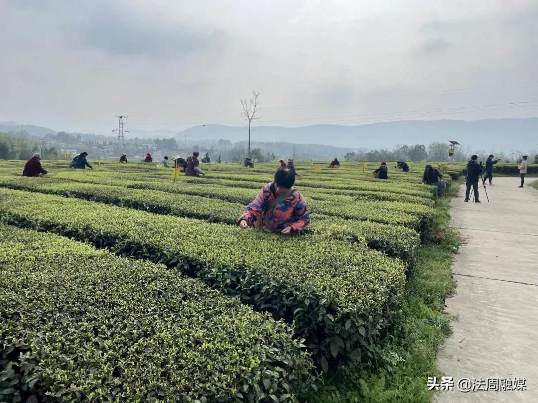澧县供销社积极抓好春茶开采工作