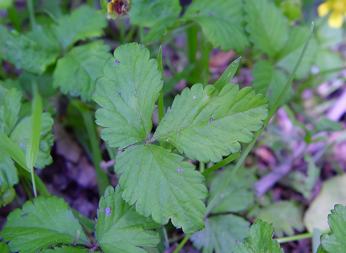 蛇莓的叶片为三小叶复叶,每个小叶都有小叶柄,叶片倒卵形,脉络明显