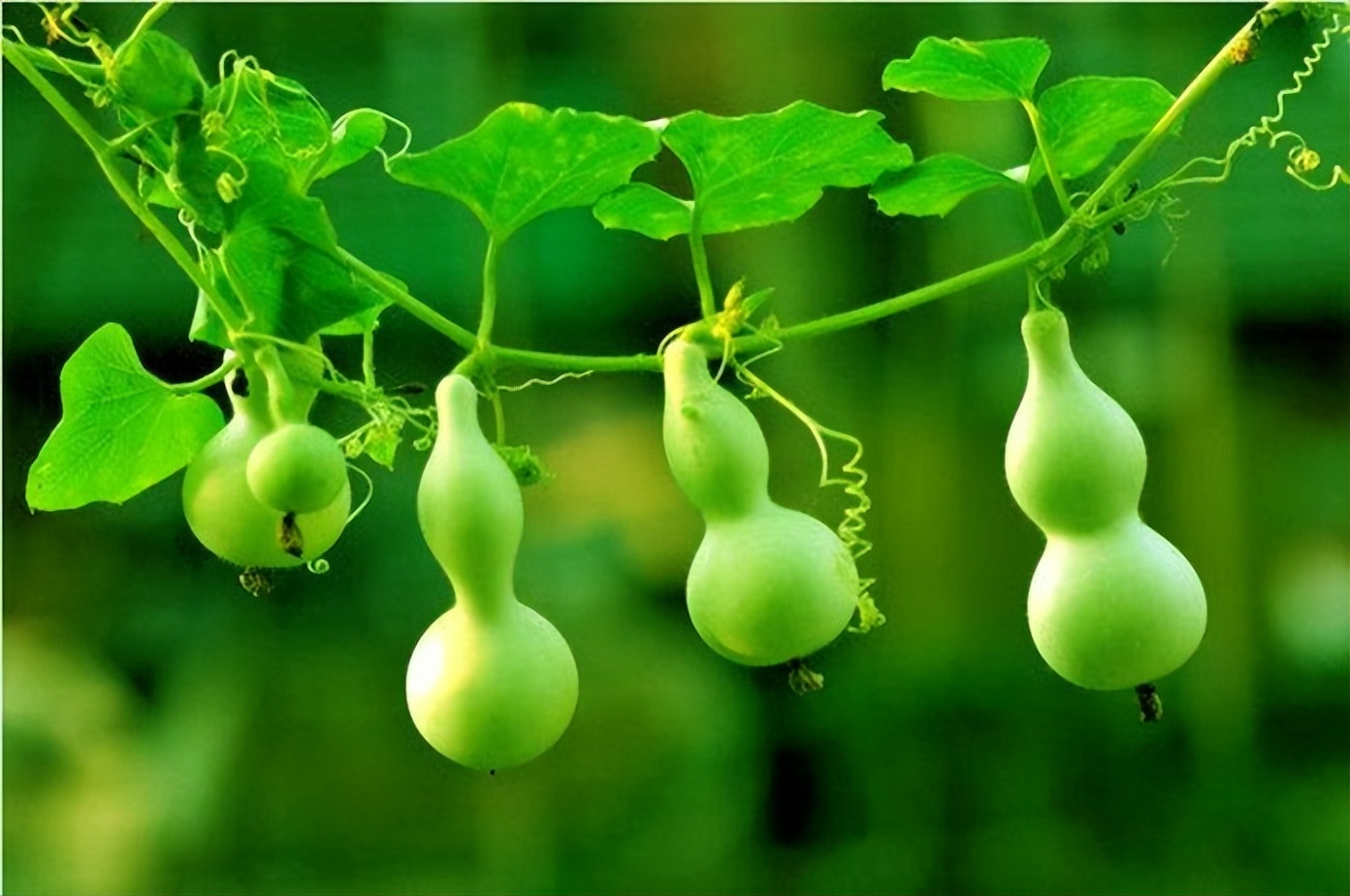 奇怪?为何"葫芦"是我国神仙的法器标配?