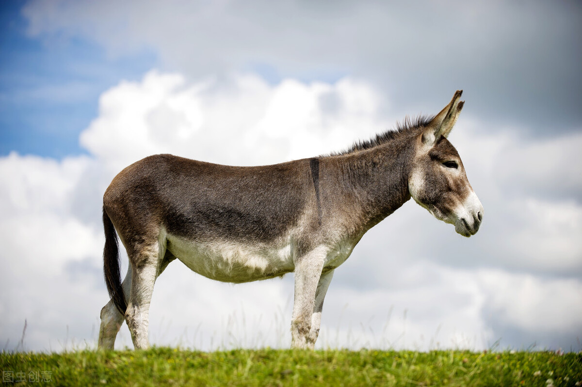 驢是馬科馬屬驢種動物,其外形和馬兒有不少相似之處,不過外形相對較