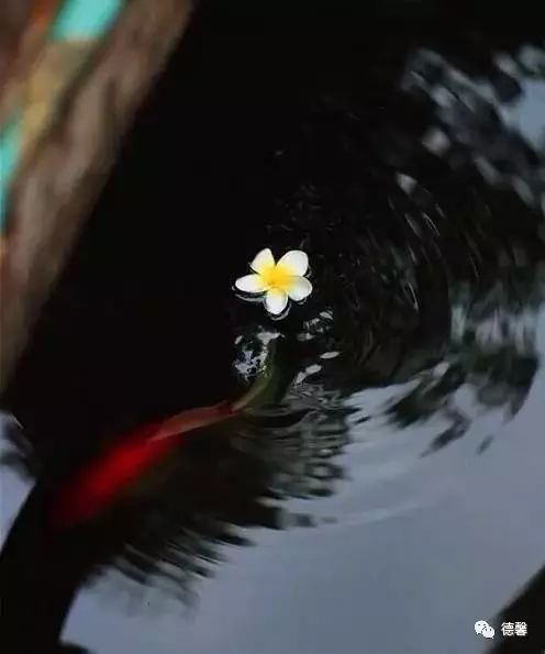 ​哲理诗词：人生如逆旅，我亦是行人 2022，待一季花开，等一人归来