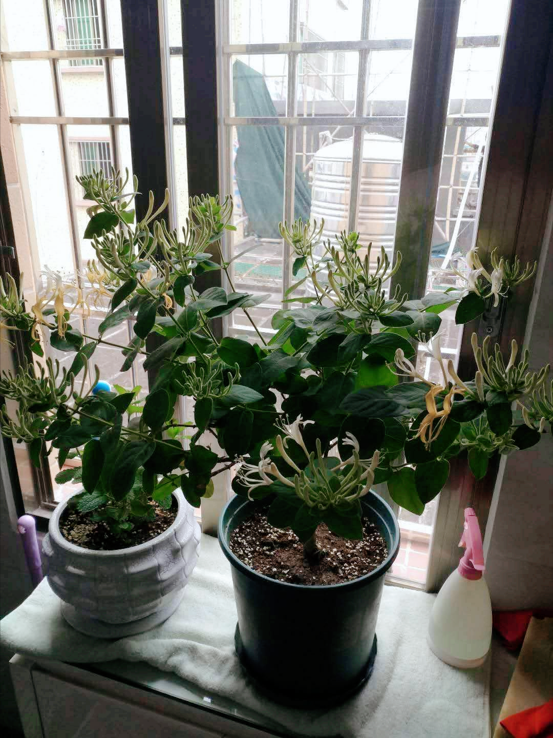 家里养金银花，有金有银“有钱花”，摘花泡茶，养人旺家