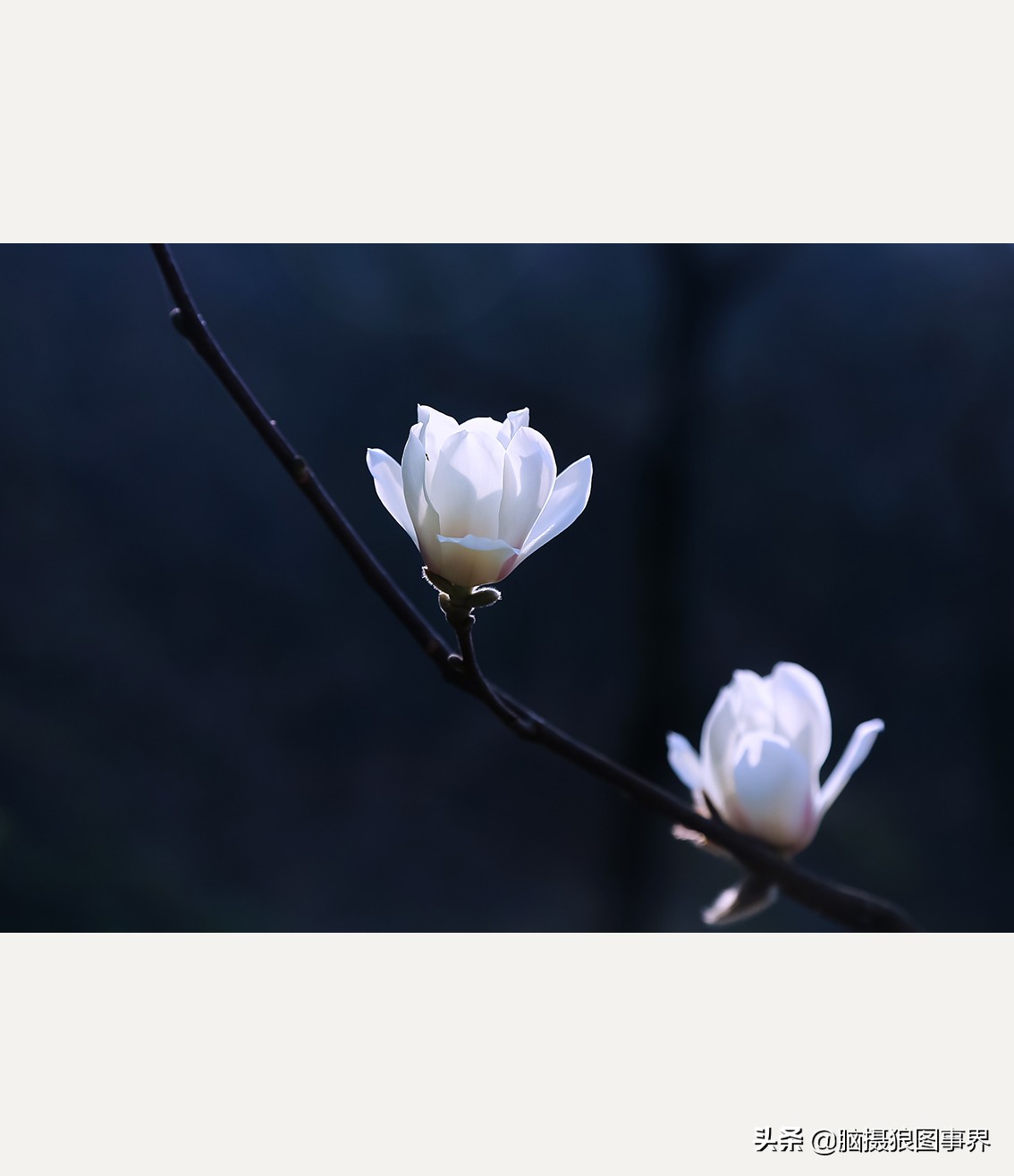 玉蘭花圖片,玉蘭花圖片大全大圖