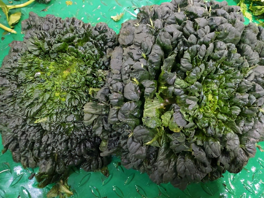 黑菜图片(冬季也有野菜吃) - 赤虎壹号